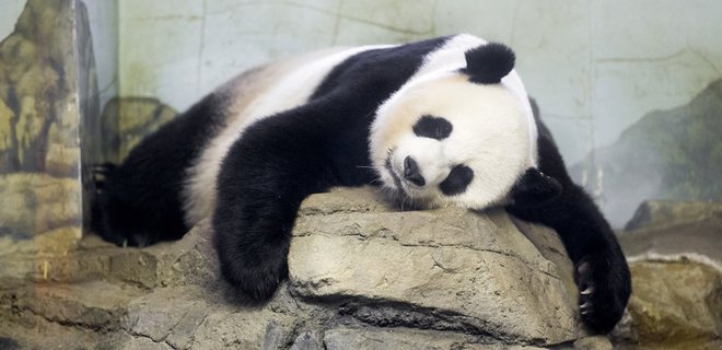 Большая панда исключена из списка исчезающих животных: фото - Фото