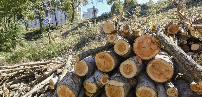 В районе Пейзажной аллеи в Киеве незаконно вырубили 160 деревьев - Фото