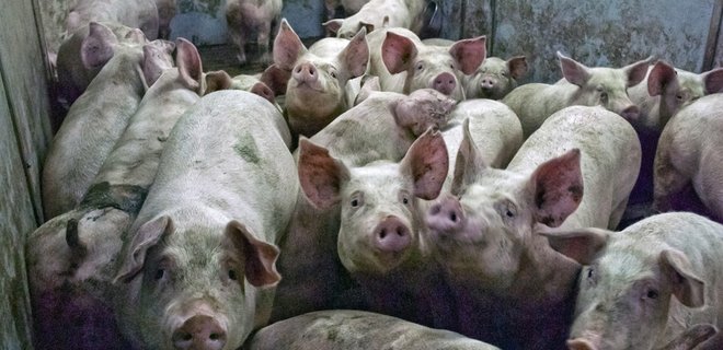 Молдова временно запретила ввоз свинины из Украины - Фото