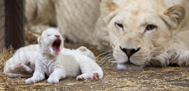 В Лейпциге из зоопарка сбежали львы: одного из них застрелили - Фото