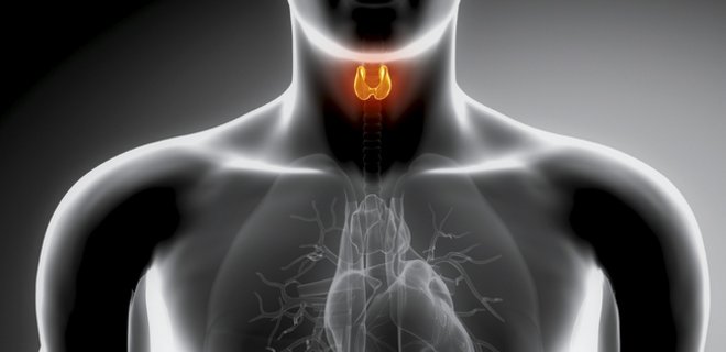 Ученые: избыток гормонов щитовидки может вести к остановке сердца - Фото