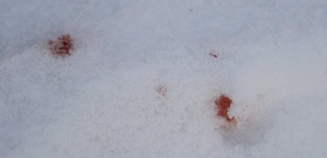 В Херсонской области собаки насмерть загрызли мужчину - Фото