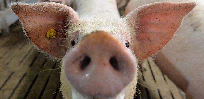 В Никополе из-за вспышки африканской чумы свиней ввели карантин - Фото