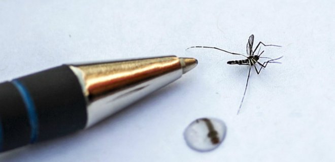 Ученые открыли новый вид комаров, которые не пьют кровь - Фото