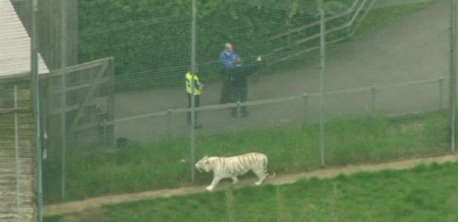 В Британии тигр убил сотрудницу зоопарка - Фото