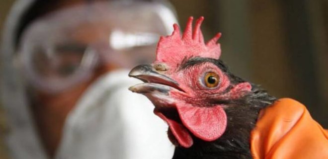 В магазинах Крыма обнаружили зараженное птичьим гриппом мясо - Фото