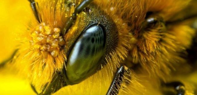 В Харьковской области мужчина умер от укуса пчелы - Фото
