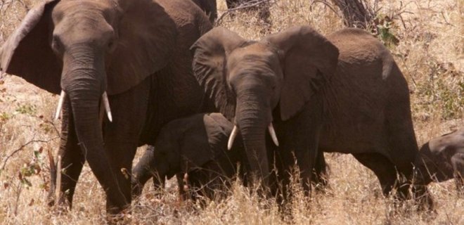 Биологи придумали способ, как отгонять слонов от деревьев  - Фото
