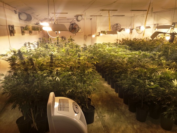фото как выращивают марихуану