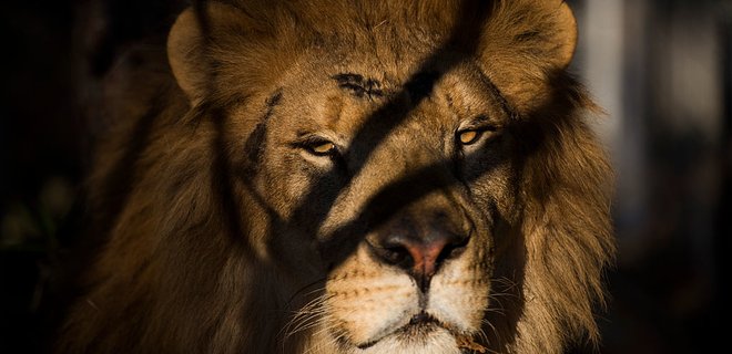 В южноафриканском заповеднике лев убил 22-летнюю девушку - Фото