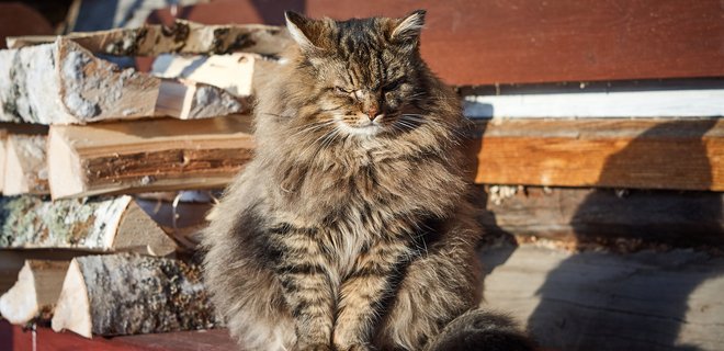 Бездомные коты признаны частью экосистемы в Днепре - Фото