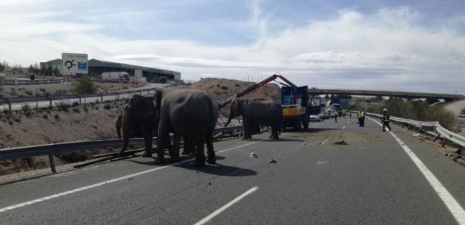 В Испании грузовик со слонами попал в ДТП, одно животное погибло - Фото