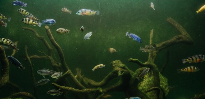 Жучок в кабинете ставил смотрящий за аквариумом - Холодницкий - Фото