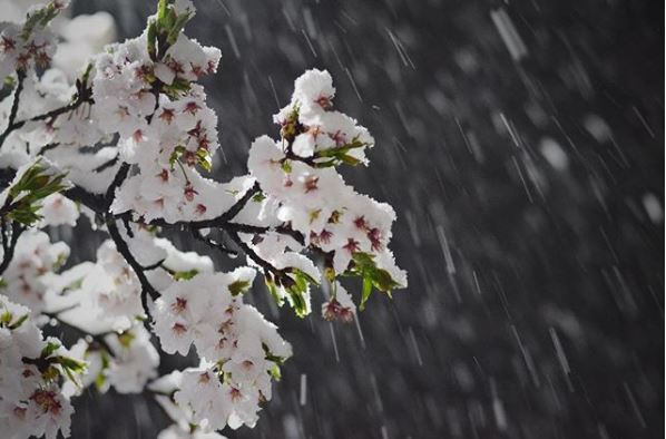 В Японии цветущие сакуры засыпало снегом - фото, видео