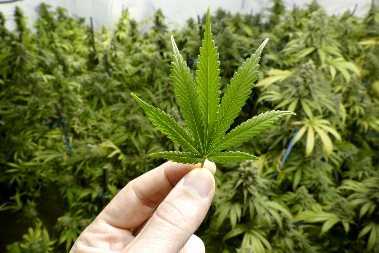 Выращивание марихуаны и закон сережки с марихуаной