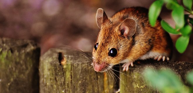 Штамм-мутант коронавируса мог развиться у мышей – и заразить людей: гипотеза ученых - Фото