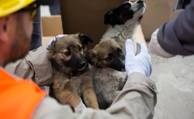 Около 200 бездомных щенков с территории ЧАЭС отправят в США: фото