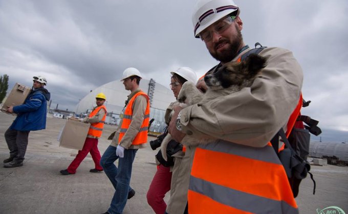 Около 200 бездомных щенков с территории ЧАЭС отправят в США: фото