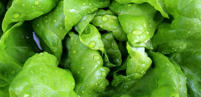 В США 200 человек отравились салатом: пять летальных случаев - Фото