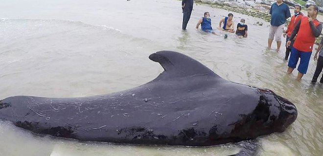В Таиланде умер черный дельфин: проглотил 80 пакетов - Фото