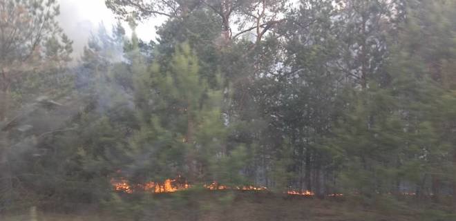 На месте возгорания леса в зоне ЧАЭС найдены факелы - Фото