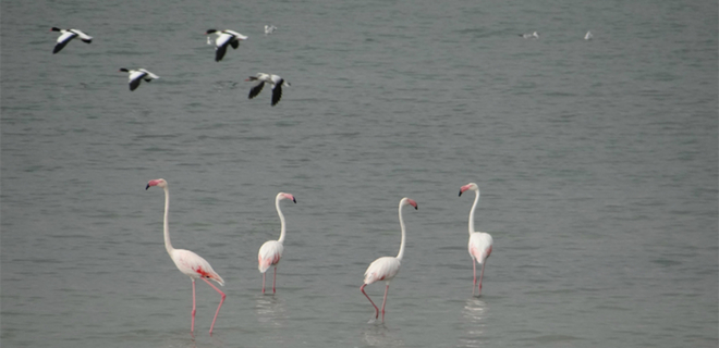 На Сиваш вернулись уникальные розовые фламинго - Фото