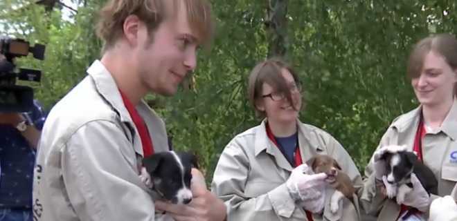Американцы массово забирают щенков из Чернобыльской зоны - СМИ - Фото