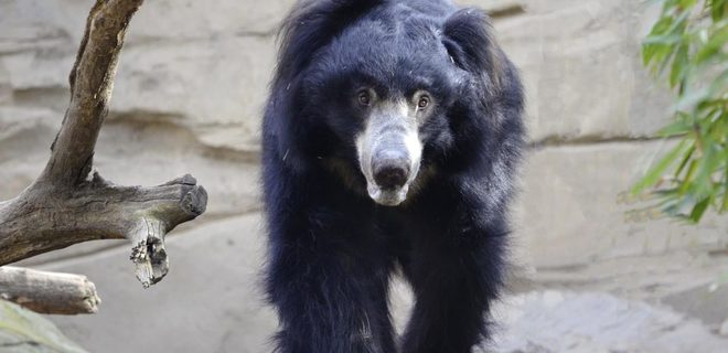 Последнему непальскому танцующему медведю нашли дом - Фото