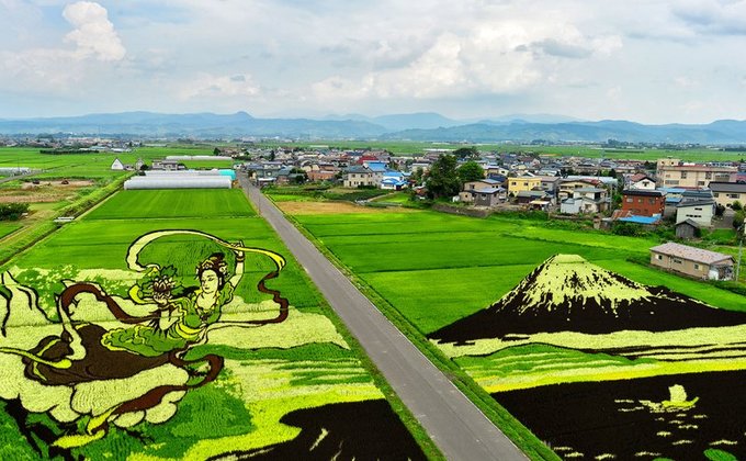 В Японии украсили рисовые поля масштабными 3D-рисунками - фото