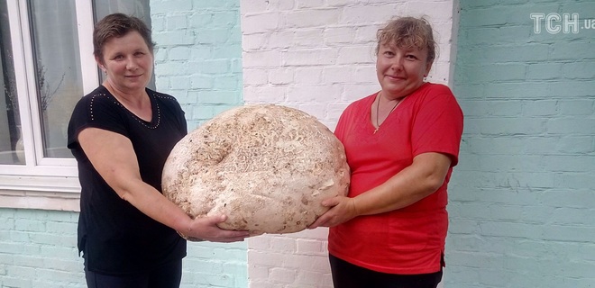 В Киевской области найден гриб-гигант весом почти 18 кг - фото - Фото