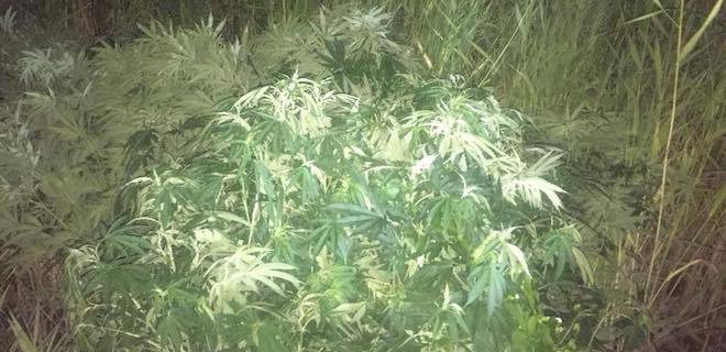 Под Херсоном обнаружили плантацию элитной марихуаны - СБУ - Фото
