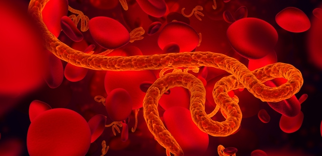 В ДР Конго - вспышка агрессивного типа вируса Эболы - Фото