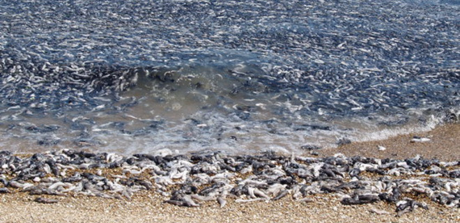 В Мариуполе зафиксирована массовая гибель рыбы: видео - Фото
