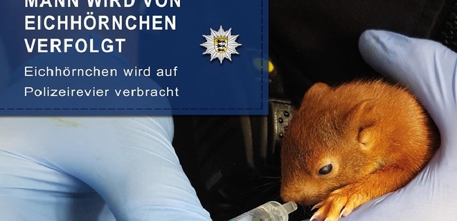 В Германии полиция спасла мужчину от бельчонка - Фото