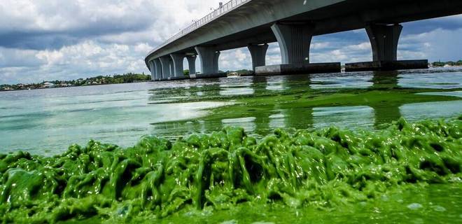 Красный прилив: во Флориде объявлен режим ЧС из-за цветения воды - Фото