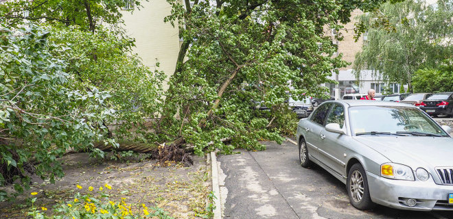 Ночная гроза в Киеве: повалено 200 деревьев, столб разрубил авто - Фото
