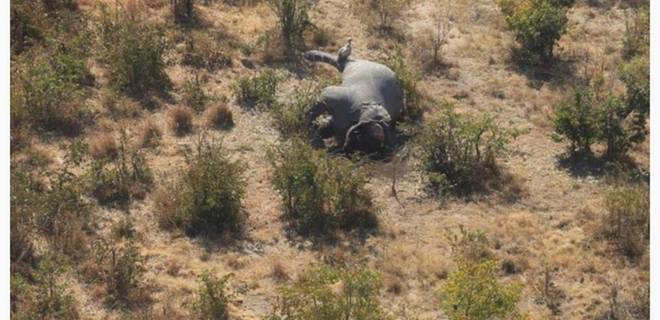 В Ботсване массово убивают слонов: ученые говорят о катастрофе - Фото