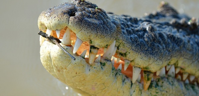 На пляже в оккупированном Крыму нашли мертвого крокодила - фото - Фото