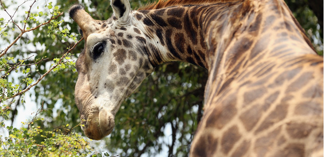 В ЮАР жираф напал на женщину с ребенком: они в реанимации - Фото
