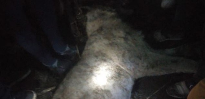 В Кении корова убила львицу, которая терроризировала жителей села - Фото