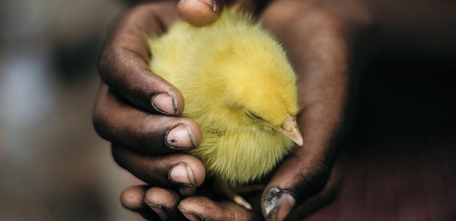 В США научились выращивать мясо из перьев: животных не убивают - Фото