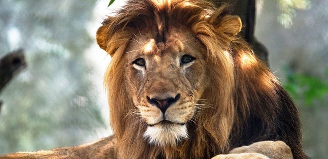 В зоопарке США львица внезапно убила отца своих трех детенышей - Фото