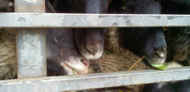 В порту Одесской области в фуре умирают от голода 300 овец: фото - Фото