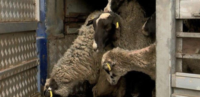 Овцы из заблокированной фуры продолжают гибнуть в Тульчине - Фото