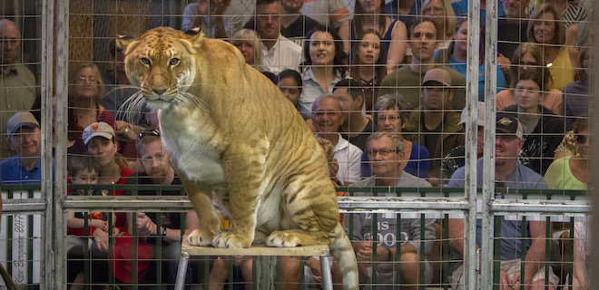 Им там не место: в Португалии запретили диких животных в цирках - Фото