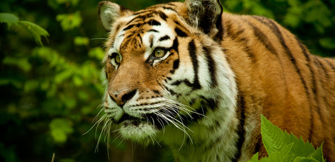 Китай использовал космос для сохранения редкого вида тигров: фото - Фото