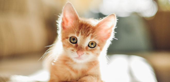 В Британии зоомагазинам запретили продавать котят и щенков - Фото