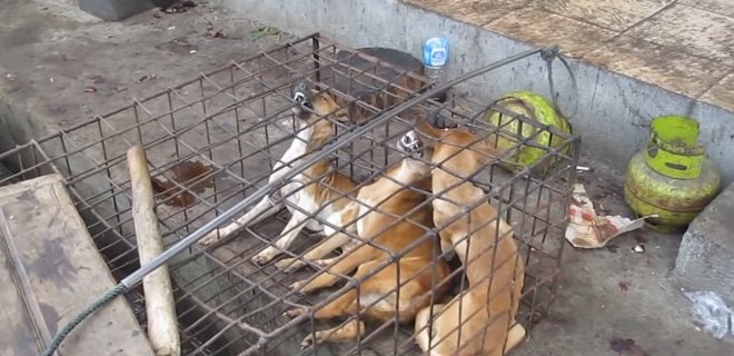В Южной Корее демонтируют крупнейшую в стране собачью бойню - Фото