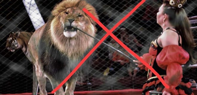 Кабмин поддержал запрет на использование диких животных в цирках - Фото
