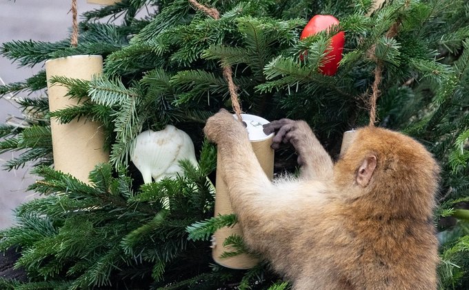 В зоопарке Берлина животные съели новогодние елки: фото
